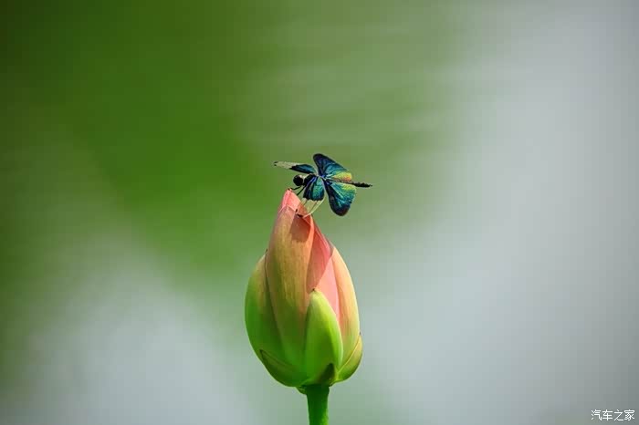 蜻蜓飞啊摄于奥林匹克公园