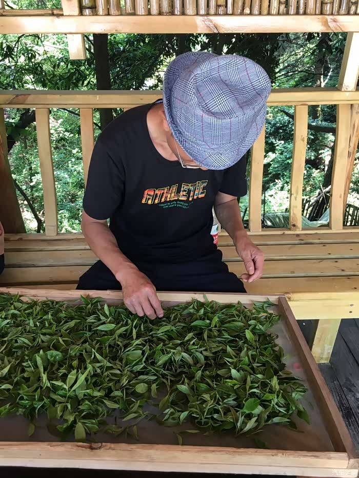 挑选采来的茶叶