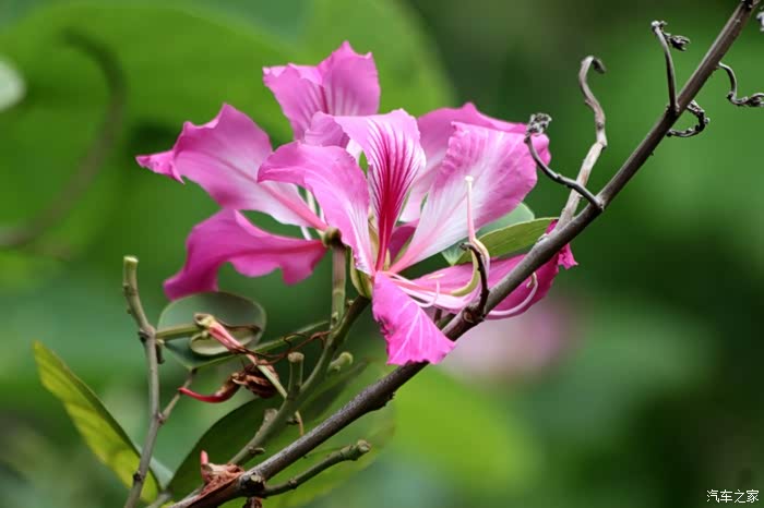 绿洲公园,植物随拍;红花羊蹄甲【支持欢动论坛】