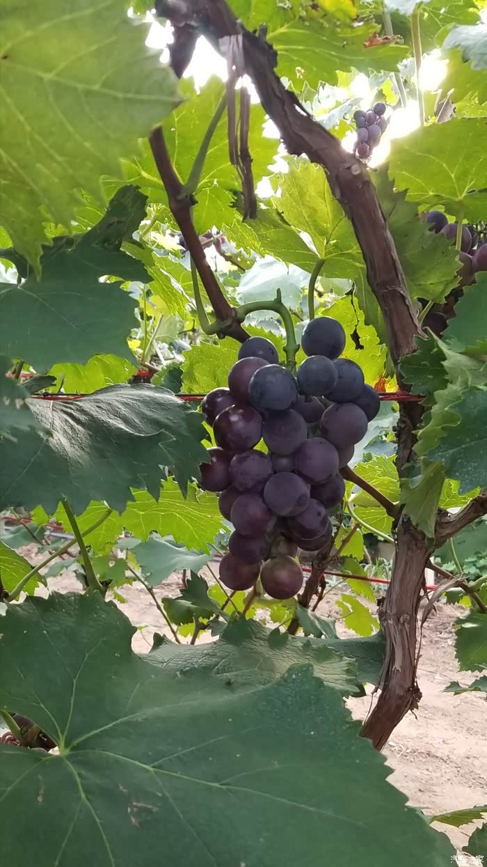 大泽山葡萄美天下开着新能源去吃葡萄