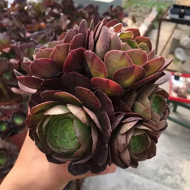 多肉黑法师是特殊品种,养出高颜值黑法师