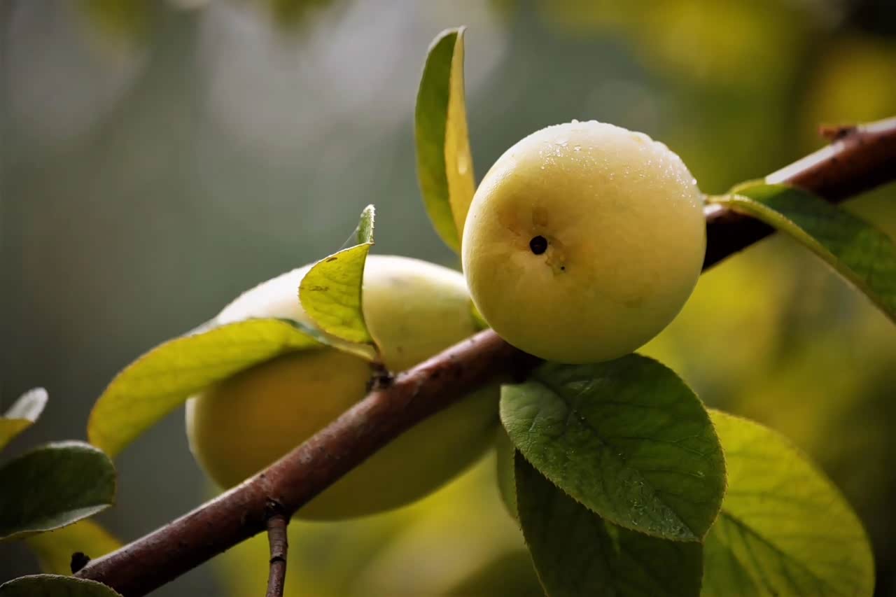 带你逛京城金黄色的果实像一只只小灯笼挂在树上