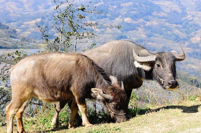 两只大水牛正在享用美食呢