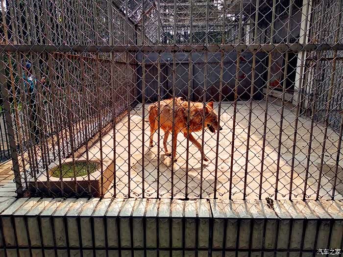 【吉林市长安车友会】吉林市动物园一日游