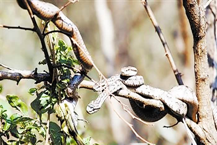【大连长安车友俱乐部】蛇岛——探访神秘的蝮蛇王国