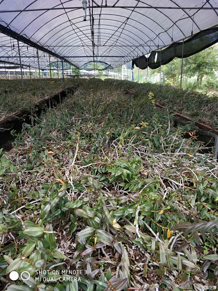 博越压水花大赛