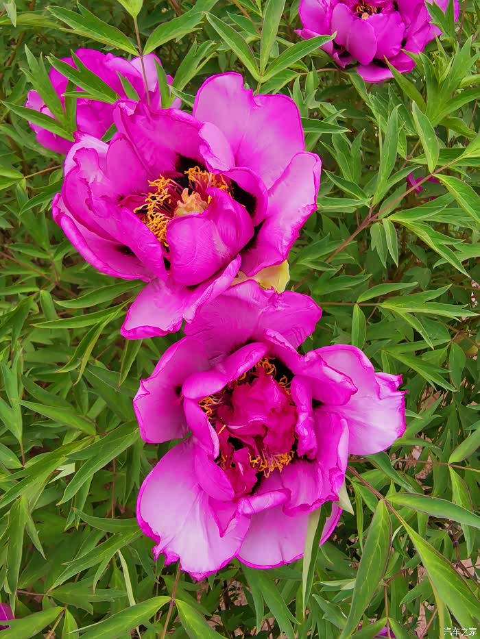 风吹杨柳叶儿摆河州牡丹花儿开