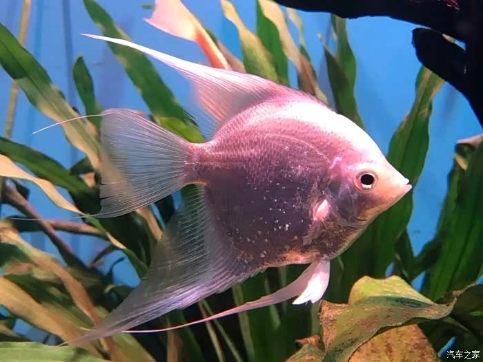 漂亮的小彩鱼