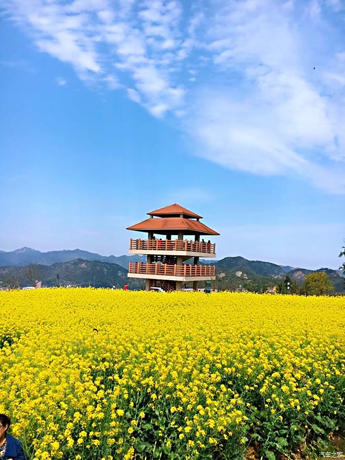 东海塘油菜花地址图片