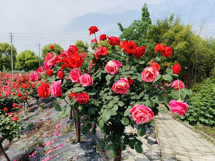 【图】成都市新津区唯一早春玫瑰花海自驾游.