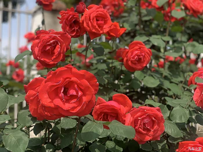 【图】成都市新津区唯一早春玫瑰花海自驾游.