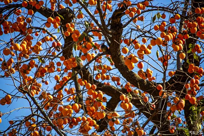 精华达人大评比在那棵最美的柿子树下等你