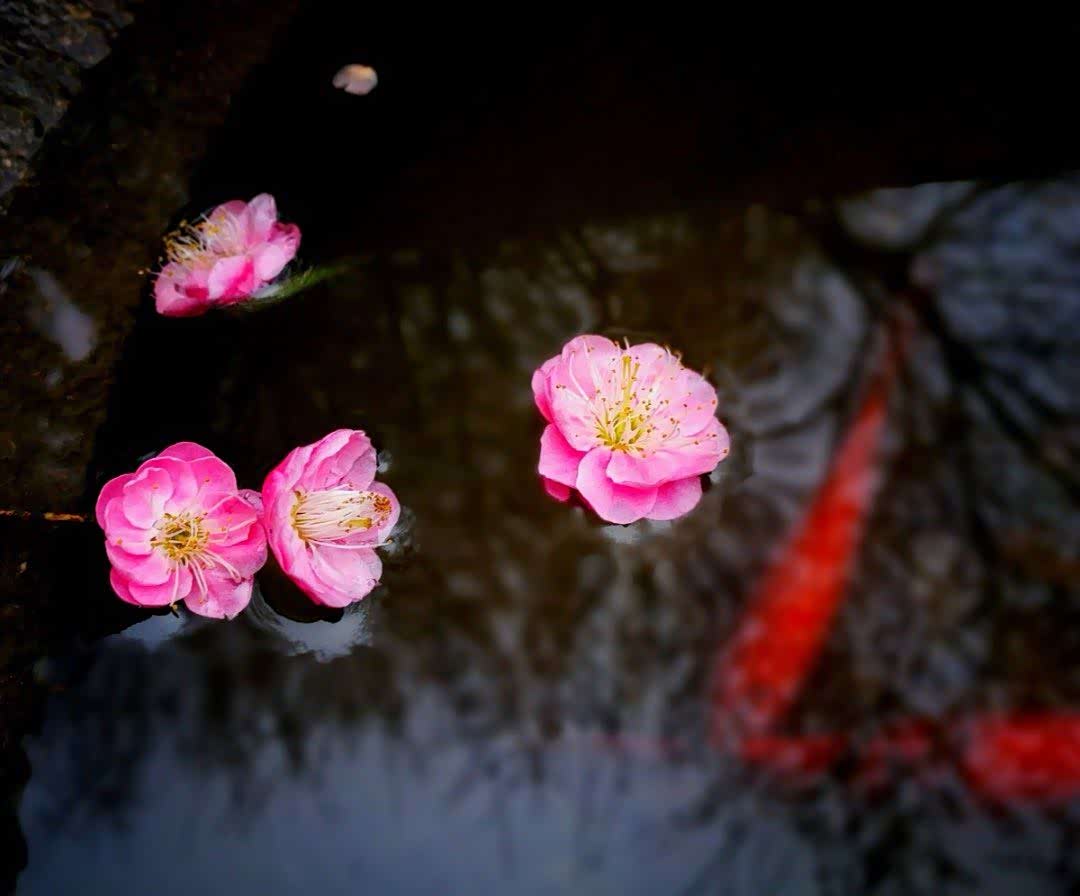 时有落花至远随流水香