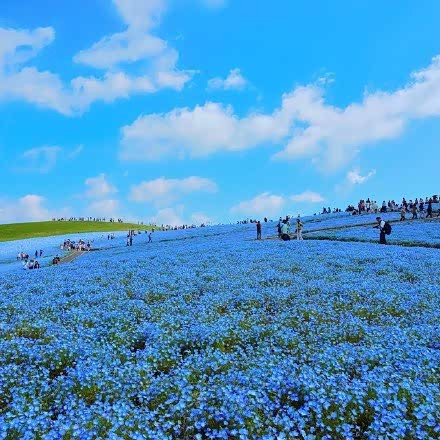 日本hitashi公园的蓝色粉蝶花,可以和蓝天融在一起