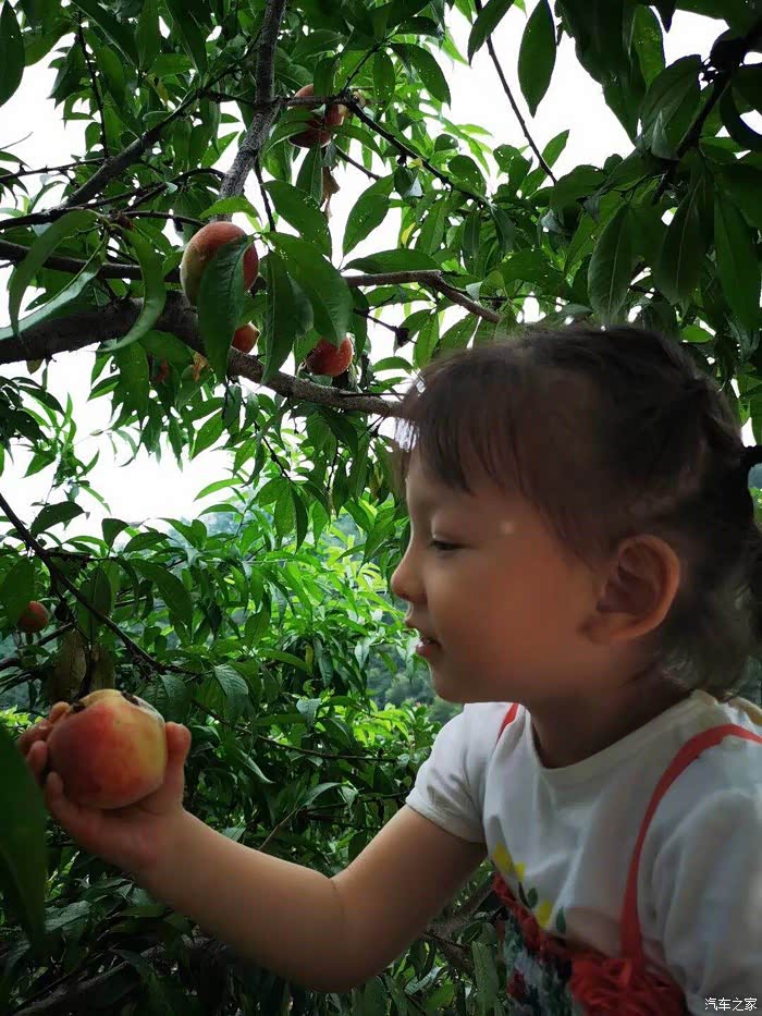 【人-车-生活】周末自驾大六六,带娃摘桃欢乐多多