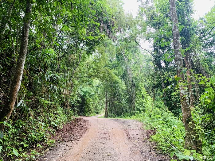 临沧行20云南省普洱市宁洱县小黑江森林公园