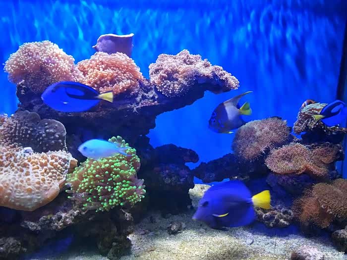 【辽宁长安车友俱乐部675】驾75游圣亚,看美丽的海底世界