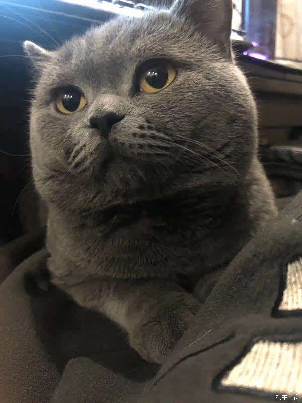 萌宠日记之网红蓝猫是如何炼成的