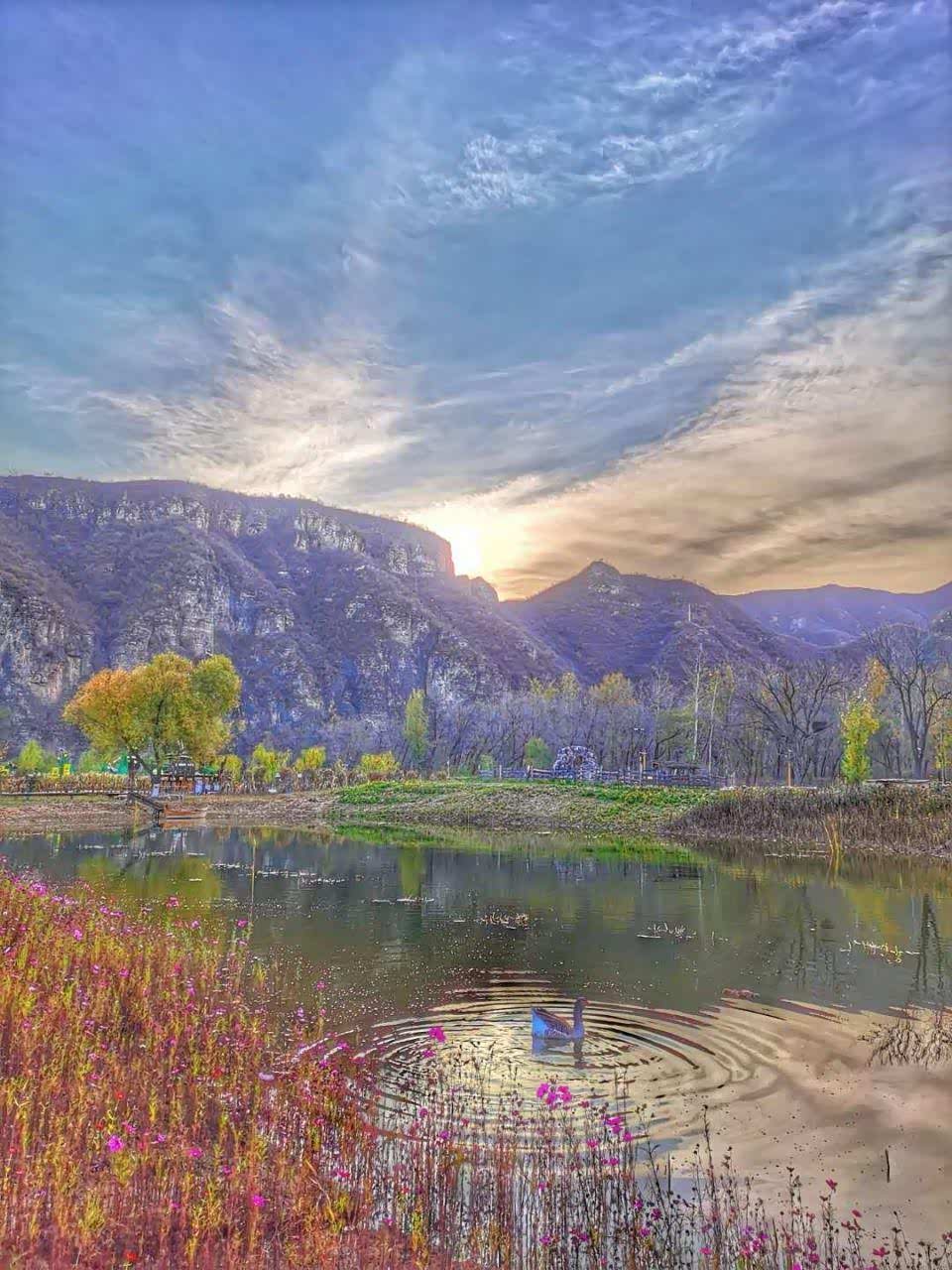 易水河畔的群鸭戏水已形成一道风景