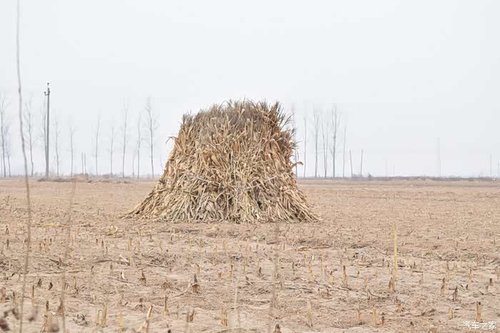 留下来的玉米垛给马牛羊吃的