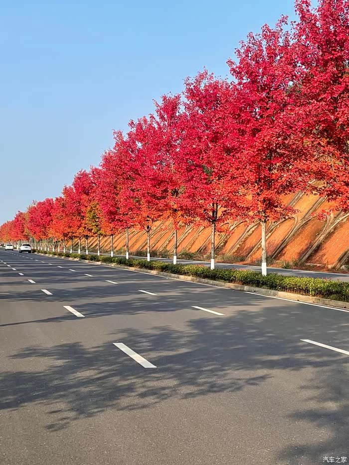 【年底大冲刺】打卡益阳网红公路---鱼形山红枫大道