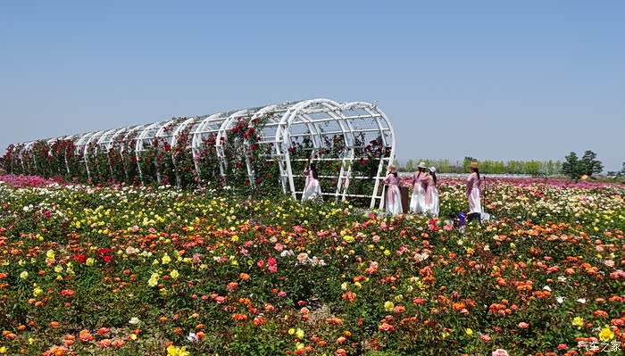空港新城看灰机云间花海望仙子