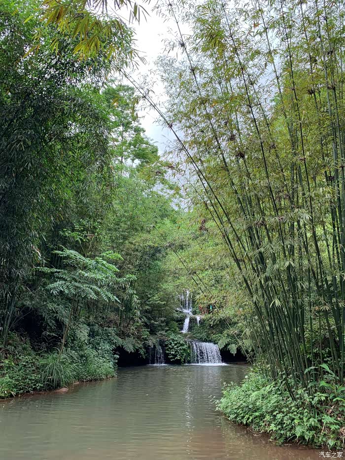 阳光透过竹林映照着飘人山谷的水雾.