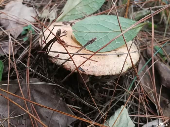 自驾星途txl,寻山野间采毛草菇