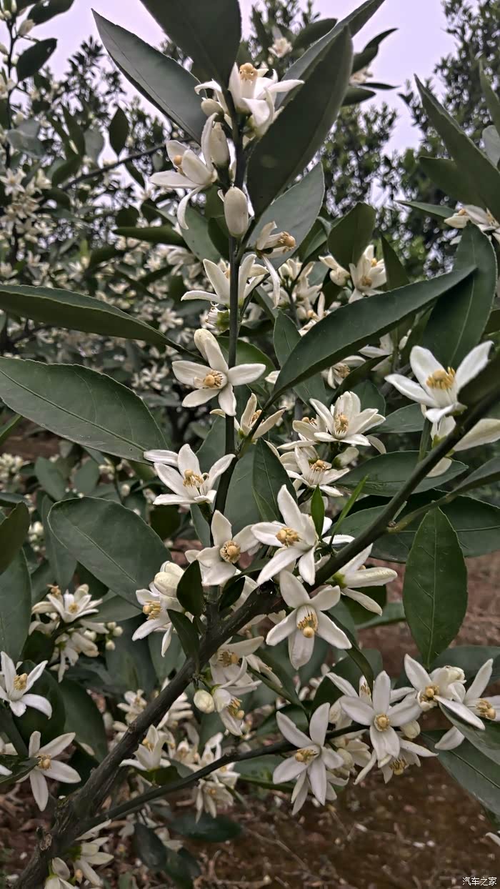 【图】【万物复苏送福利】和爱车一起欣赏橘花_内蒙古论坛_汽车之家论