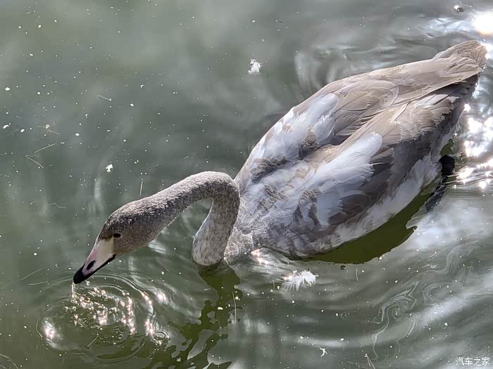 鹅趣库尔勒杜鹃河野生天鹅连续第16年到此一游