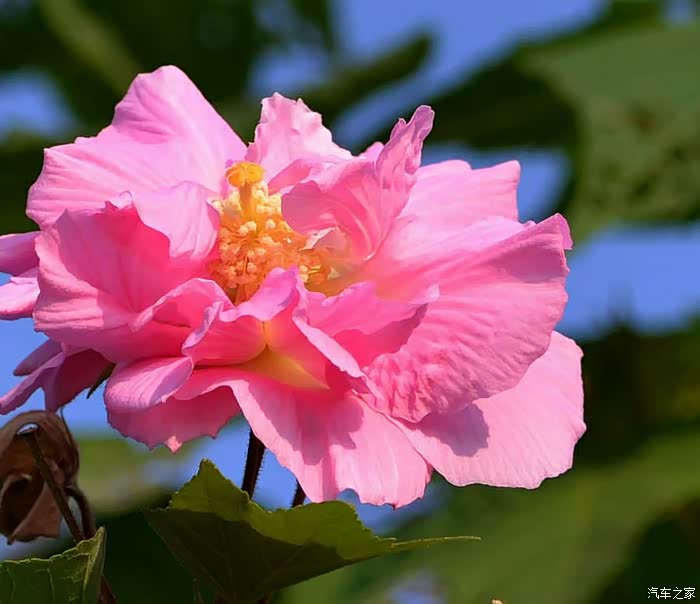 芙蓉花开耀枝头悦动我心