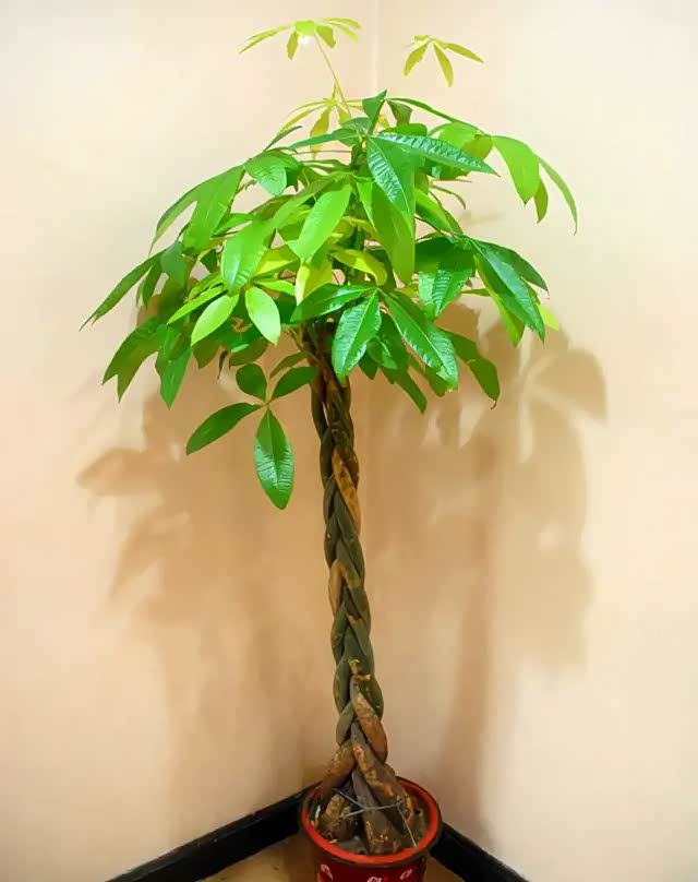 发财树这样寓意好株型又好看的植物都是人们室内养花的优选