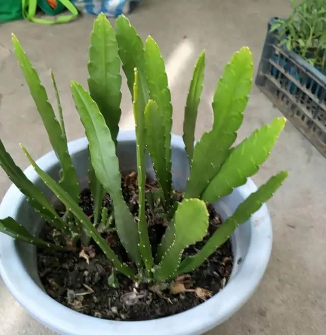 仙人掌科的植物令箭荷花,花开大碗,形如荷花,太美了