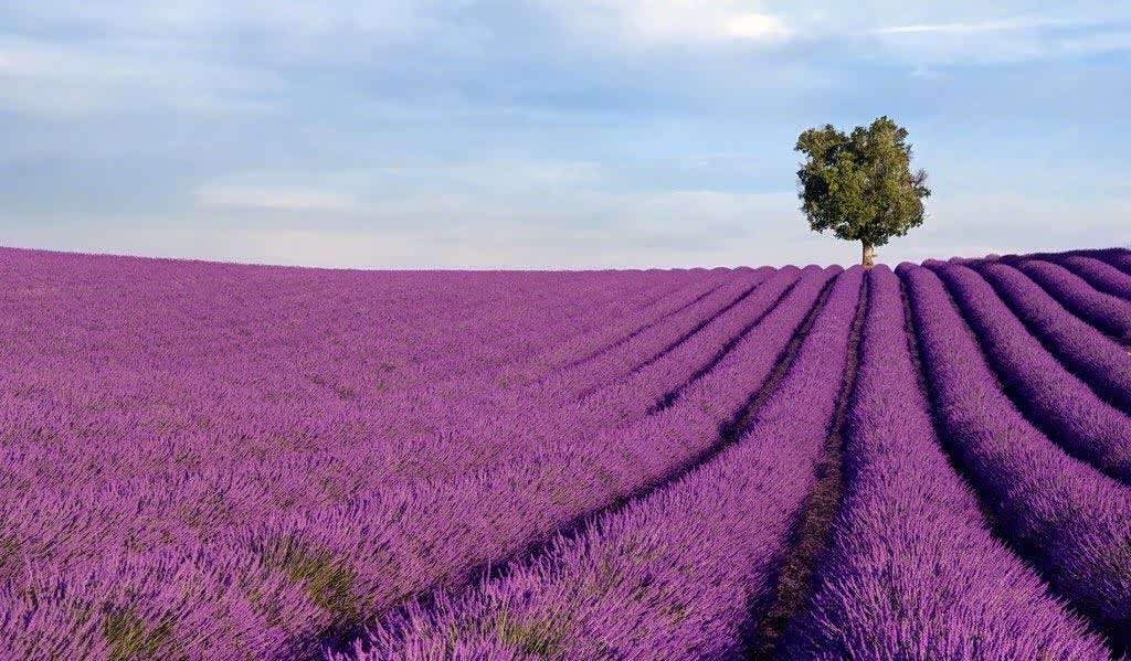 薰衣草的花语是等候爱情,没有人知道薰衣草有没有等来爱情