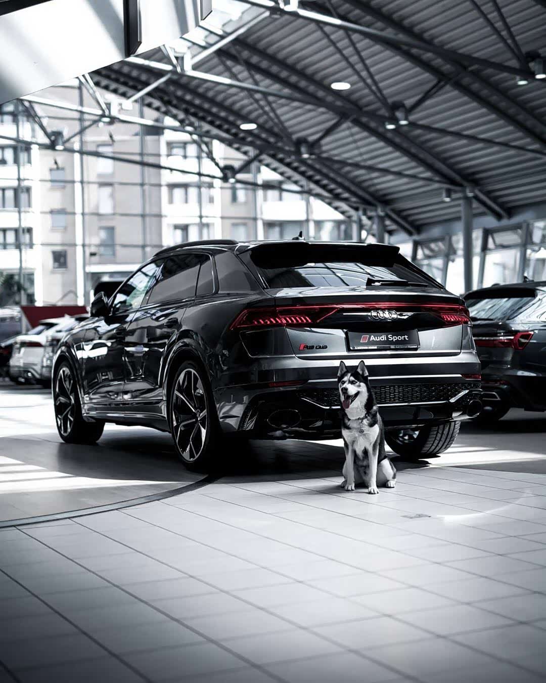 奥迪rsq8 & 一只狗(应该是二哈没错吧
