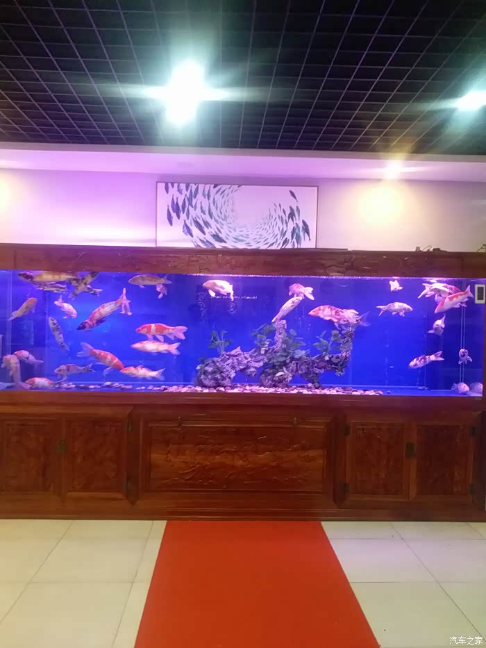 好的鱼缸,足足有5米!