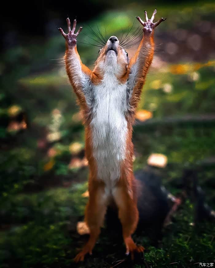 北欧充满生机的芳兰森林小动物们真可爱