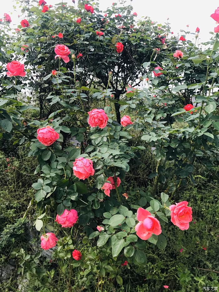 【图】新津玫瑰花海景区自驾游_自驾游论坛_汽车之家论坛