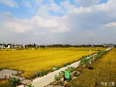 无锡长安suv联盟092游苏州最美稻田稻香公园