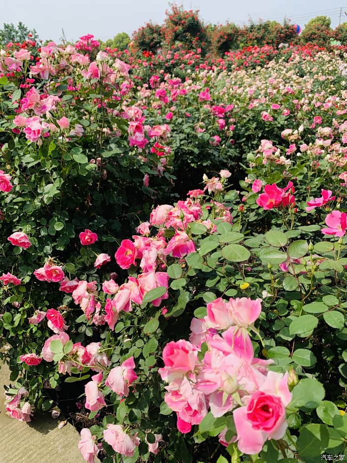 【图】成都市新津区唯一早春玫瑰花海自驾游.
