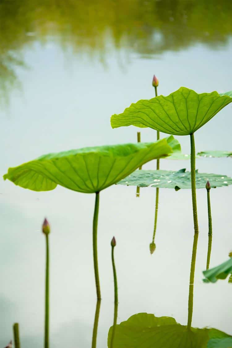 微风轻轻拂过开满荷花的池塘湖面片片涟漪荷叶浮动宛若层层绿
