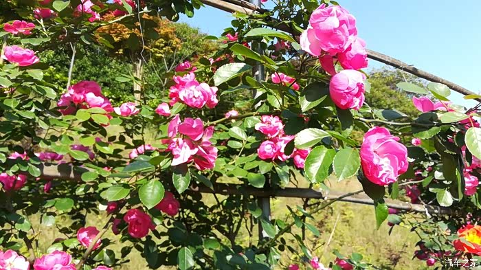 宜宾万花谷一日游