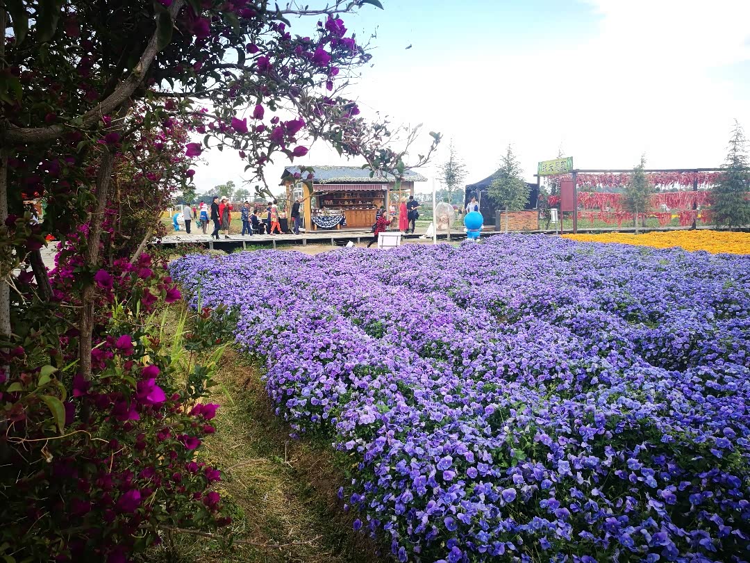 图文云南大理花语牧场一