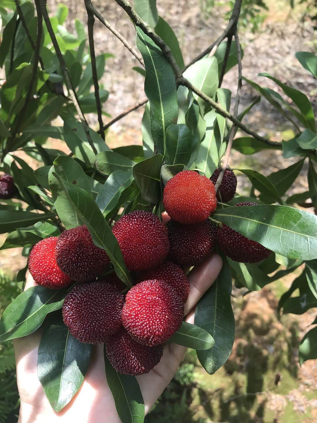 闽南帝豪gs车友会女车主首次参加聚会龙海采摘杨梅