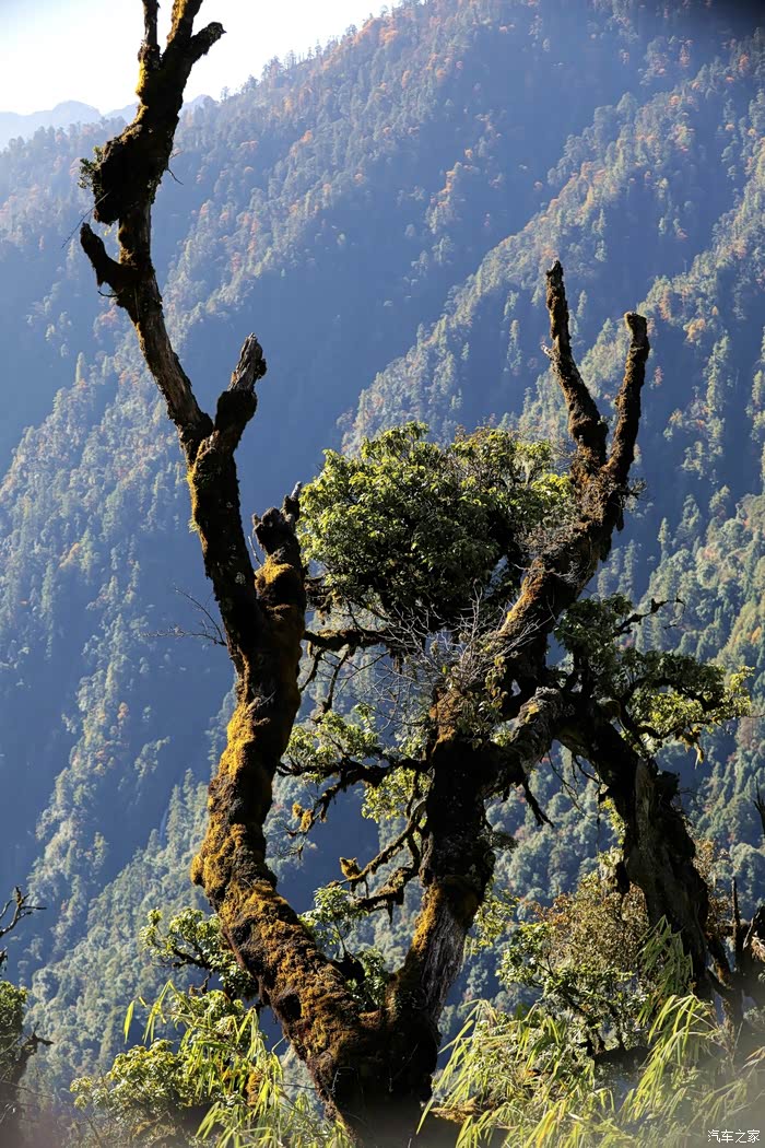站在观景台看神树,看雪山,看色彩斑斓的峡谷景色久久不忍离去!