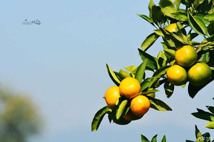 汉中城固一年好景君须记最是橙黄橘绿时