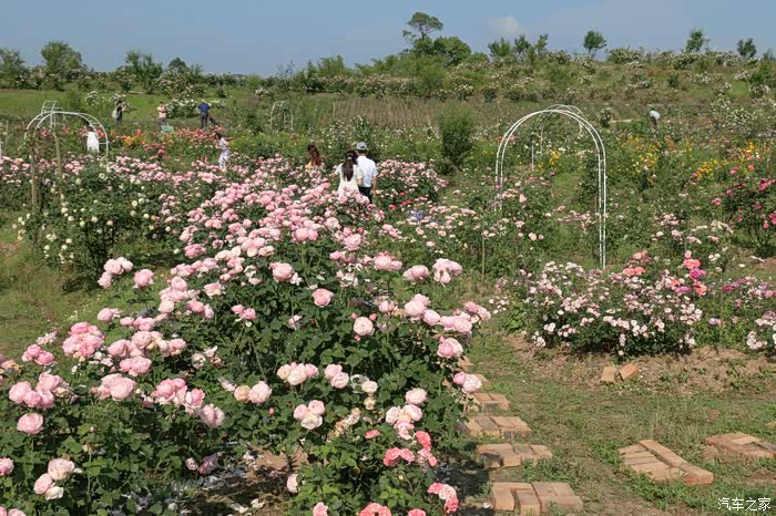 老彭巴南洛莎玫瑰园