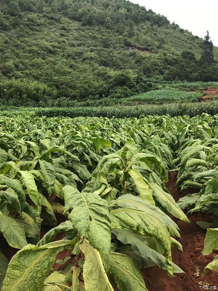 远景带你走进烟地