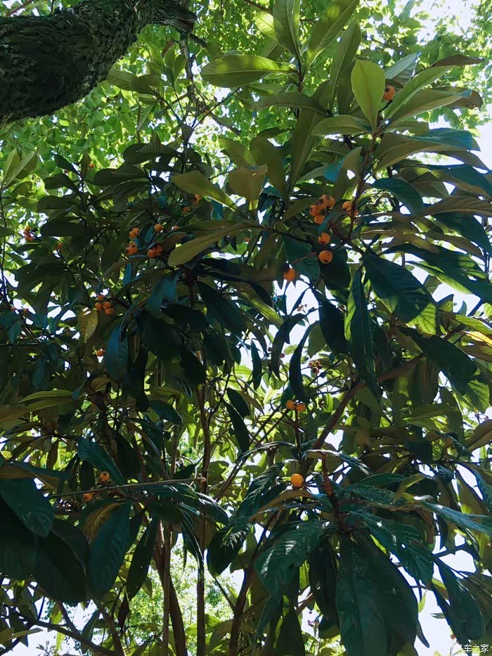 ds6乡村游青树翠蔓蒙络摇缀给心灵一片晴空