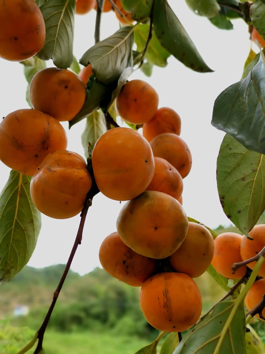 金秋10月 硕果累累 ,多么迷人的秋色